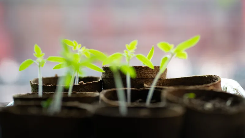 Vibrant green seedlings growing indoors.