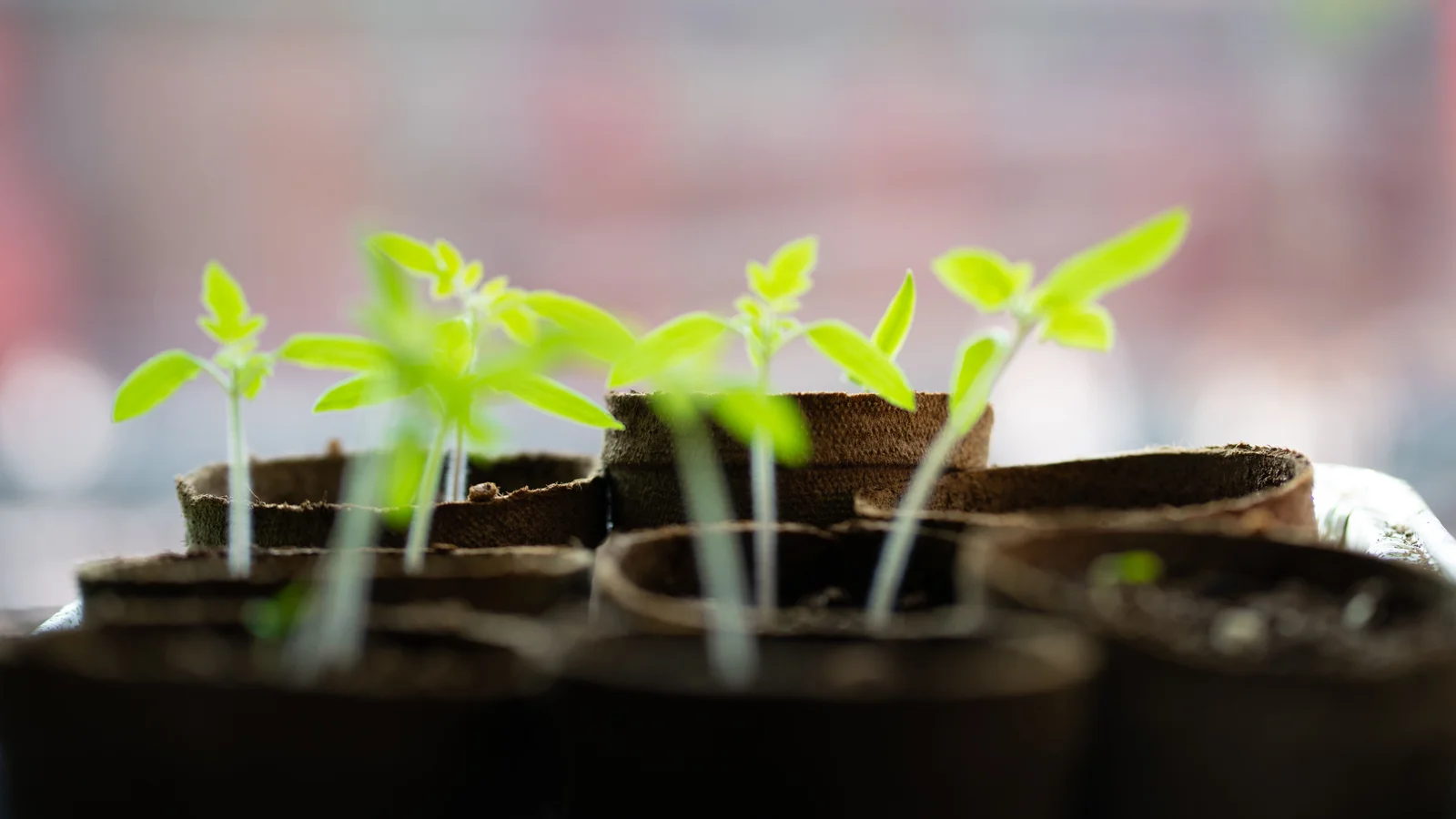 Vibrant green seedlings growing indoors.